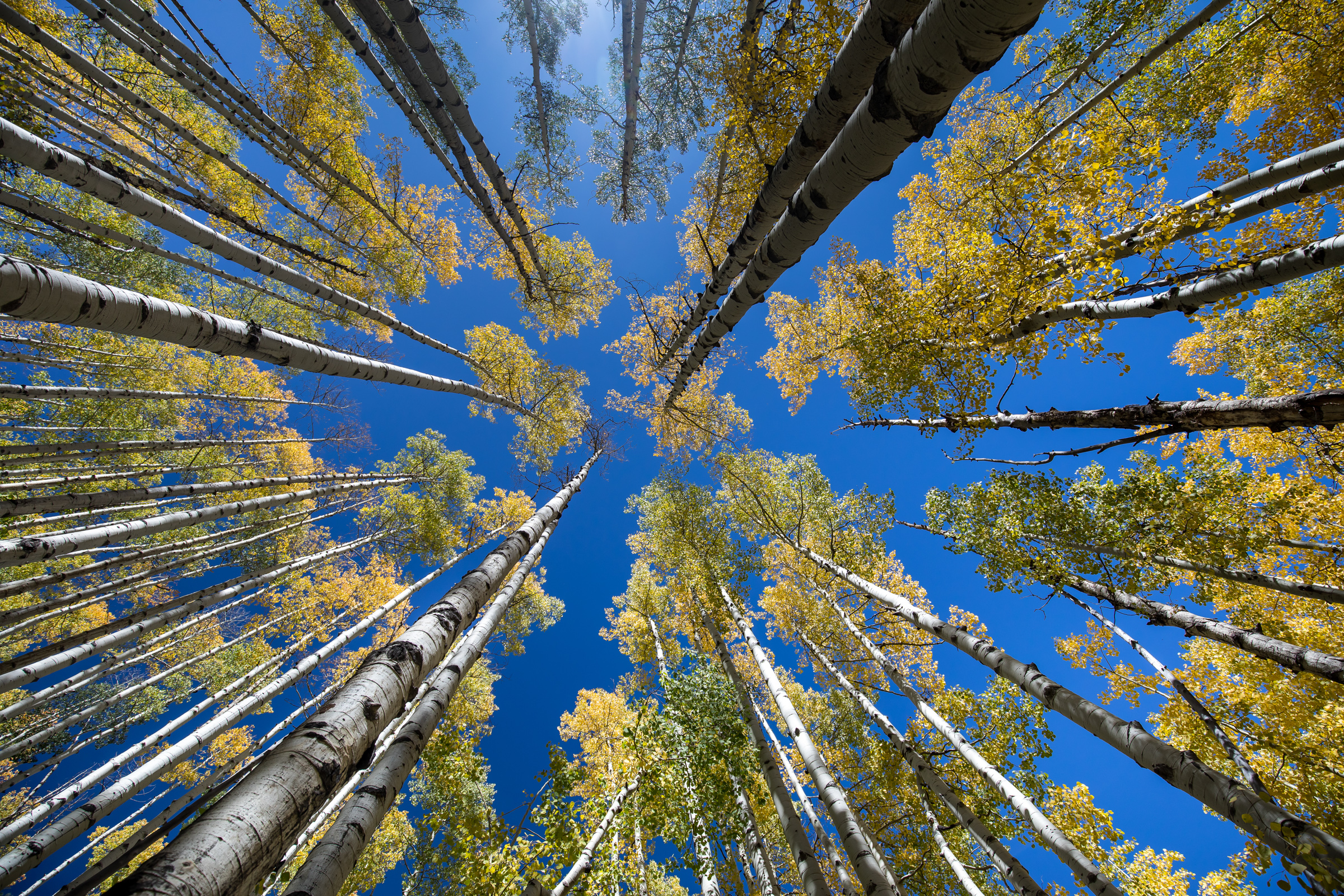 JASON SPETH LANDSCAPE 32